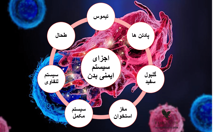 اجزای سیستم ایمنی بدن در عملکرد سیستم ایمنی بدن نقش دارد